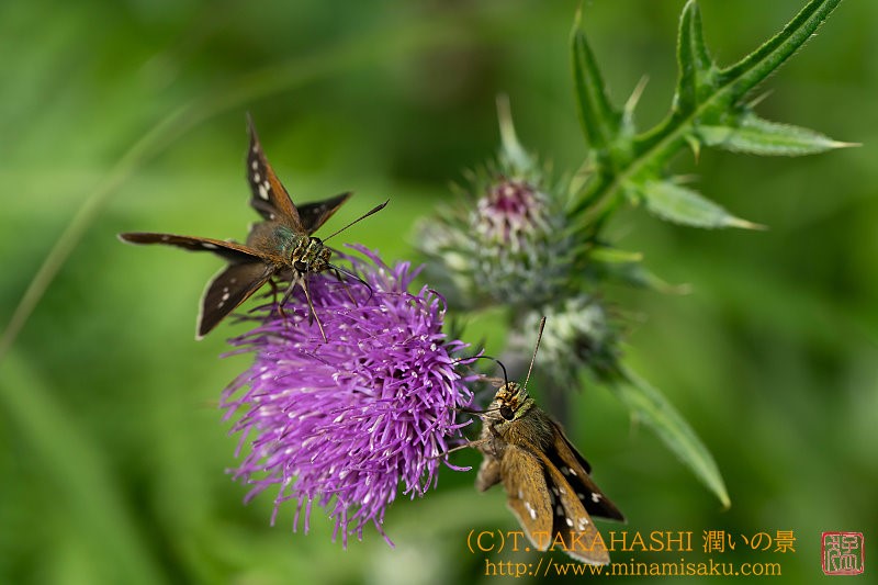 ../Images/7R250727 (54).jpg